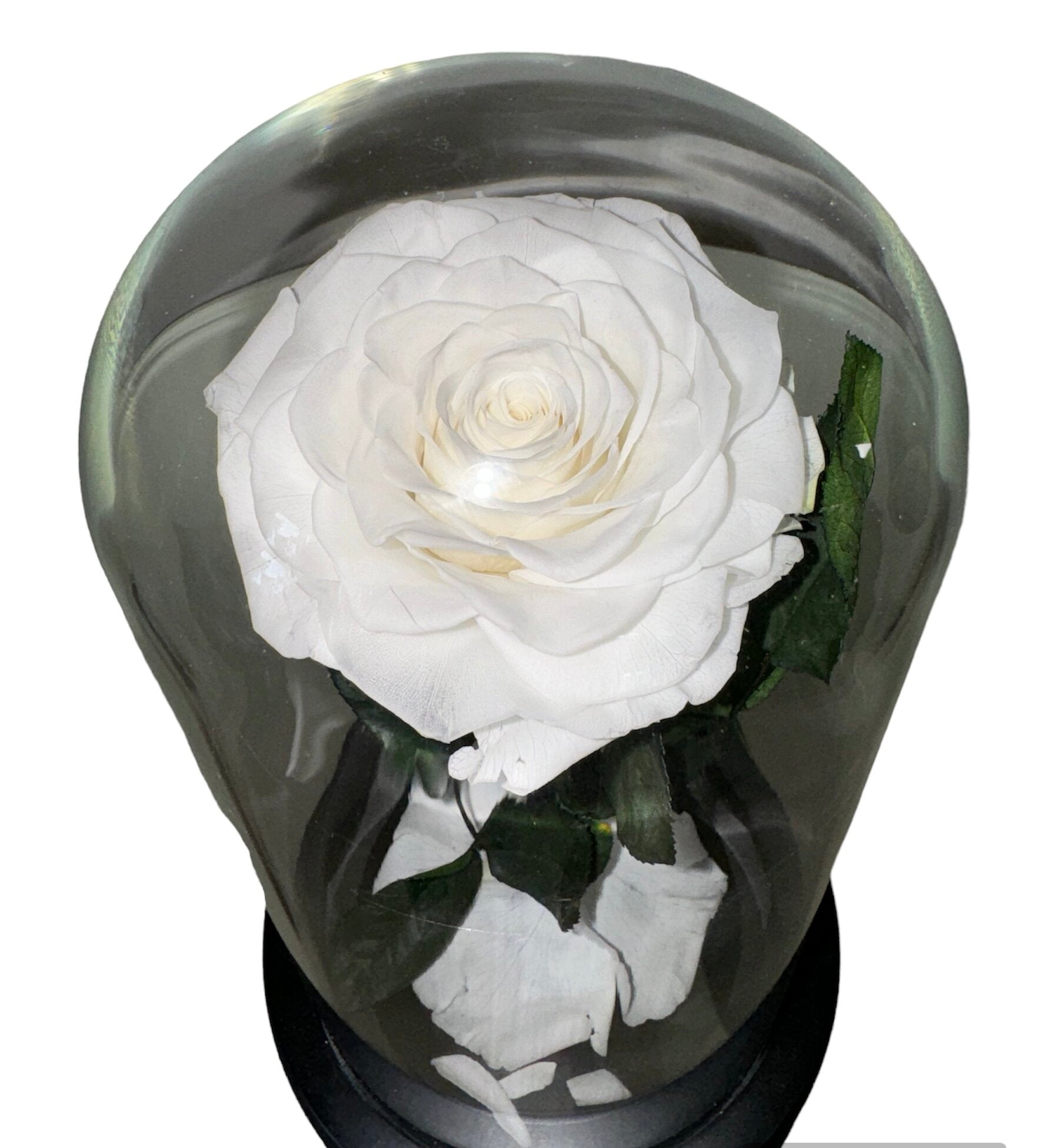 Belle (white)